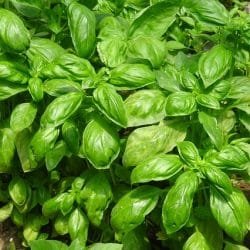 basil-917999_640