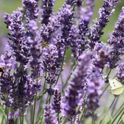 lavender-4348354_640