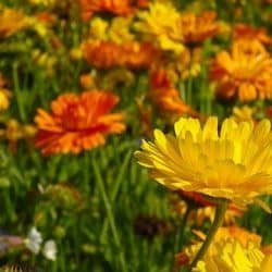 marigold-555811_640