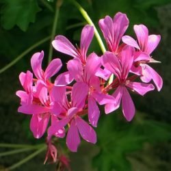 pelargonium-4965069_640