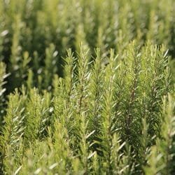 rosemary-1049531_640